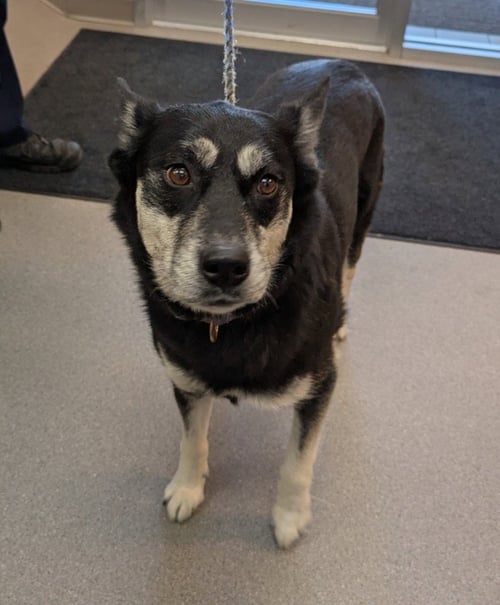 BETHEL - Husky / Terrier available for adoption