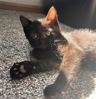 IRELAND - Domestic Short Hair available for adoption