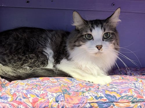 GUS - Domestic Long Hair available for adoption