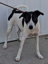 RINGO - Photo 1