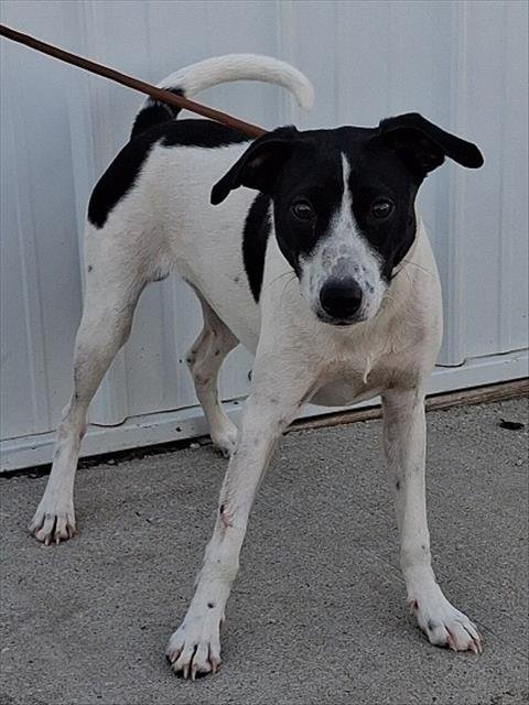 RINGO - Rat Terrier for adoption in Des Moines