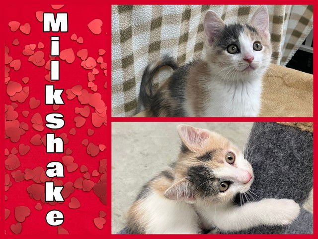 MILKSHAKE JR - Domestic Short Hair available for adoption