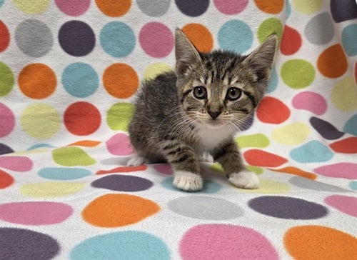 PROSCIUTTO - Domestic Short Hair available for adoption