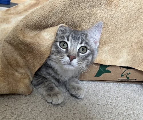 FIR - Domestic Medium Hair for adoption in Des Moines