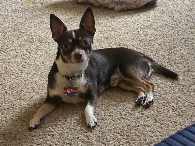 BUDDY Image