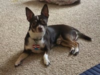 BUDDY - Photo 1