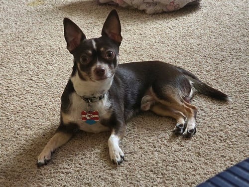 BUDDY - Chihuahua for adoption in Des Moines