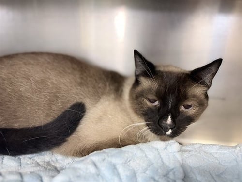 CARLETON - Siamese available for adoption