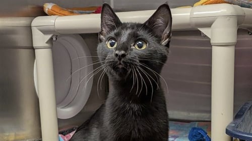 CRIMSON - Domestic Short Hair available for adoption