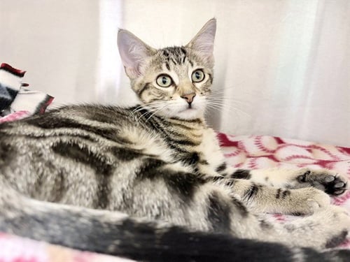 MISSY - Domestic Short Hair for adoption in Des Moines