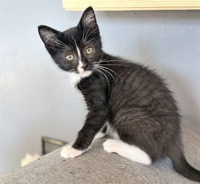 ESTHER - Domestic Short Hair available for adoption