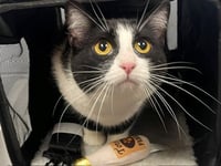 KITTY - Photo 1