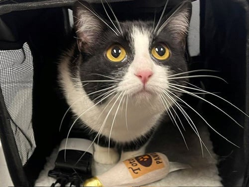 KITTY - Domestic Short Hair available for adoption