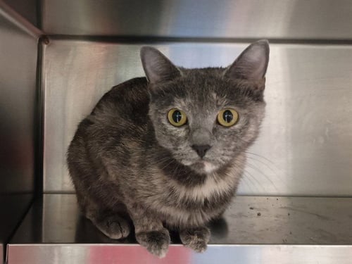 COSITA - Domestic Short Hair available for adoption