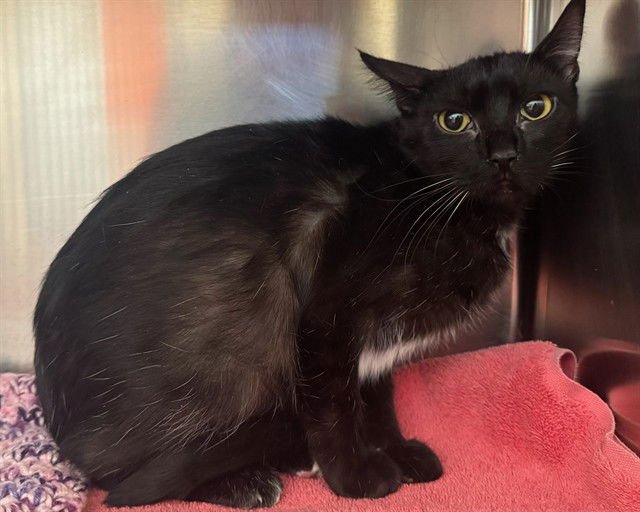 WINONA - Domestic Short Hair for adoption in Des Moines