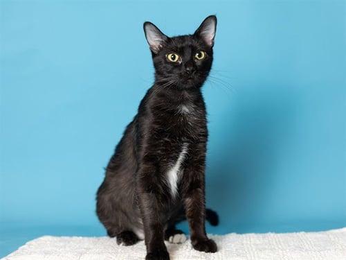 WINONA - Domestic Short Hair available for adoption