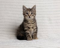 ELLA - Photo 1