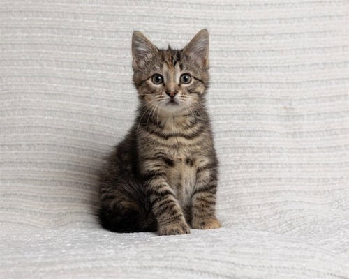 ELLA - Domestic Medium Hair for adoption in Des Moines