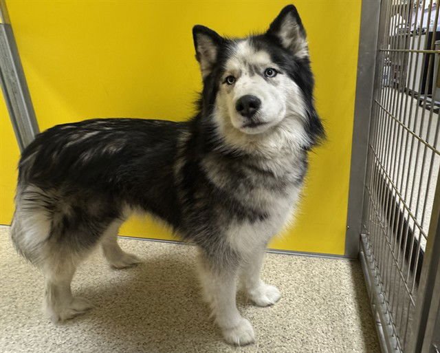 LUCY - Siberian Husky available for adoption