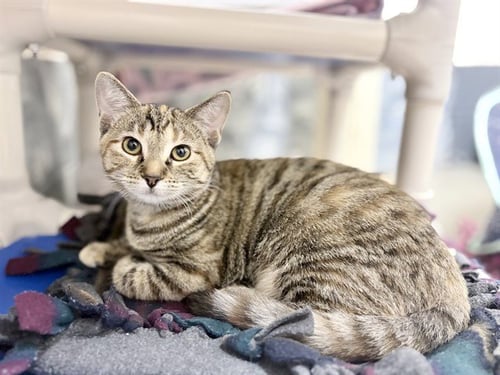 ATHENA - Domestic Short Hair for adoption in Des Moines