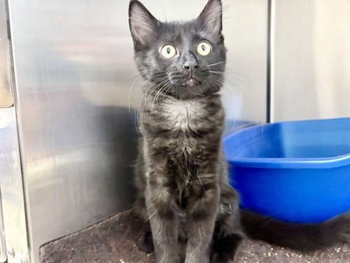 MARCIE - Domestic Short Hair for adoption in Des Moines