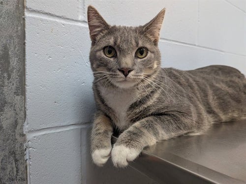 SUSHI - Domestic Short Hair available for adoption