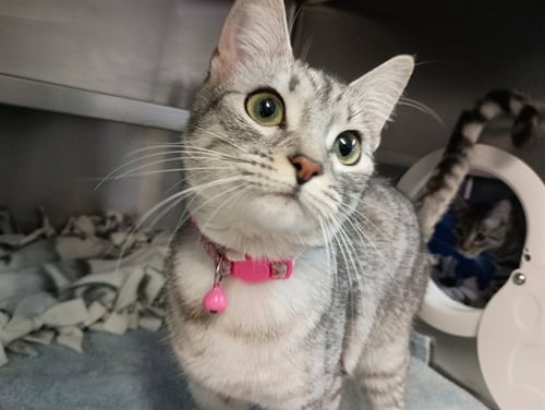 RAINBOW BRIGHT - Domestic Short Hair for adoption in Des Moines