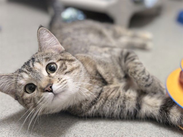 DELSEY - Domestic Short Hair available for adoption