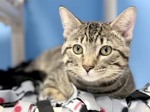 RENZO - Domestic Short Hair available for adoption