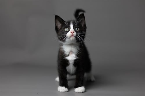 TEDDI - Domestic Short Hair available for adoption