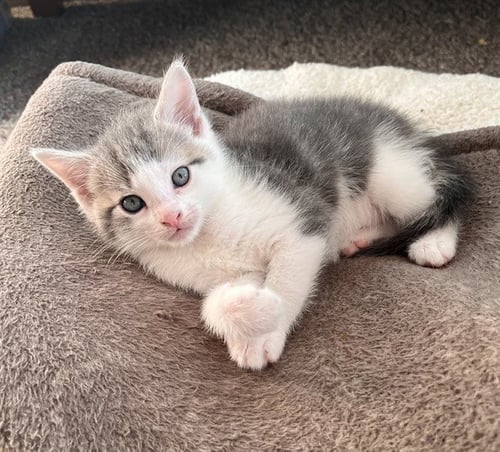 LIMA - Domestic Short Hair available for adoption
