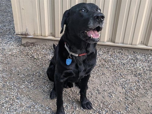 ALLEN - Labrador Retriever available for adoption