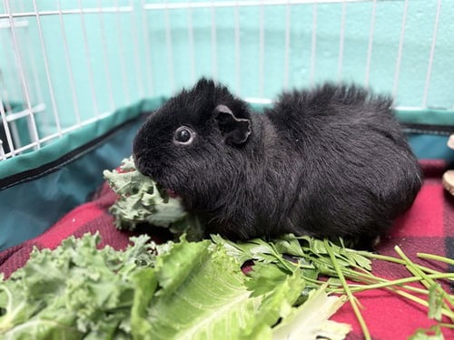 FREDDY - Guinea Pig available for adoption
