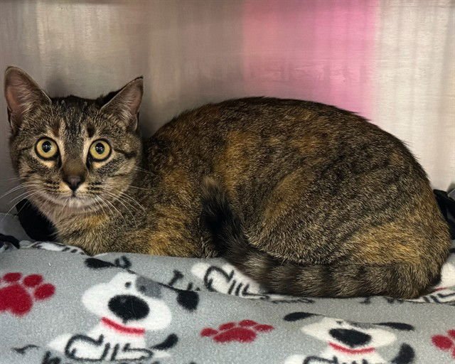 HONOVI - Domestic Short Hair for adoption in Des Moines