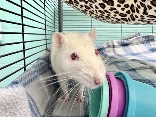 SPEEDY - Rat available for adoption