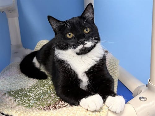 SCREECH - Domestic Short Hair available for adoption