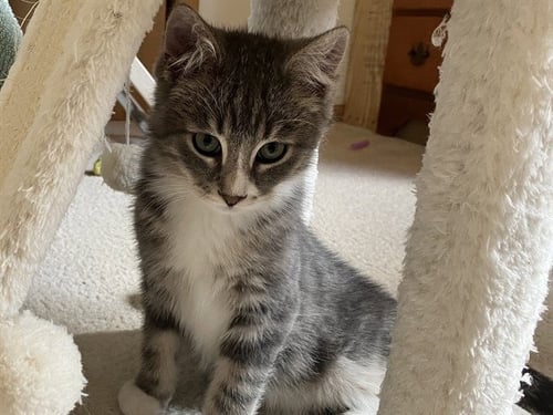 BAUBLE - Domestic Medium Hair for adoption in Des Moines