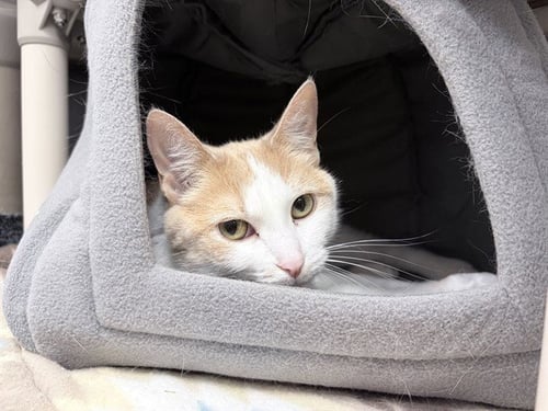 TOFFEE - Domestic Short Hair available for adoption