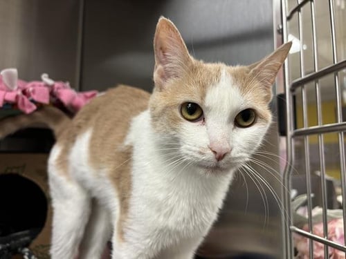 TOFFEE - Domestic Short Hair available for adoption