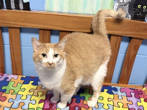 PIXIE - Domestic Short Hair available for adoption