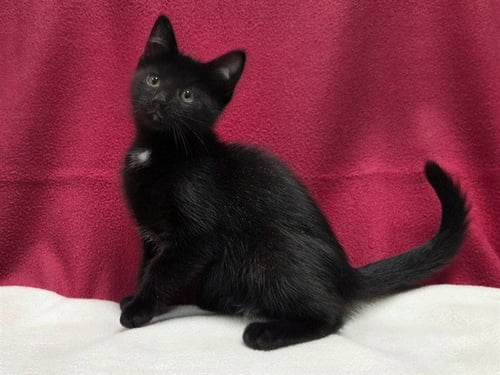 SCOOTER - Domestic Short Hair available for adoption