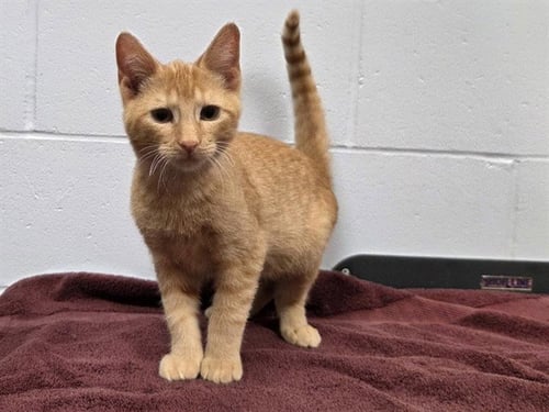 DOUG - Domestic Short Hair available for adoption