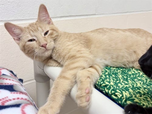 DOUG - Domestic Short Hair for adoption in Des Moines