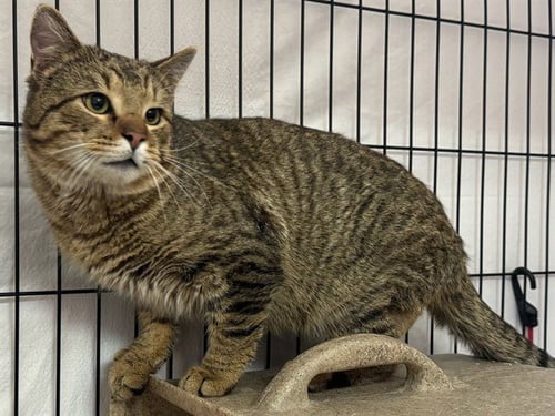 NARWHAL - Domestic Short Hair for adoption in Des Moines