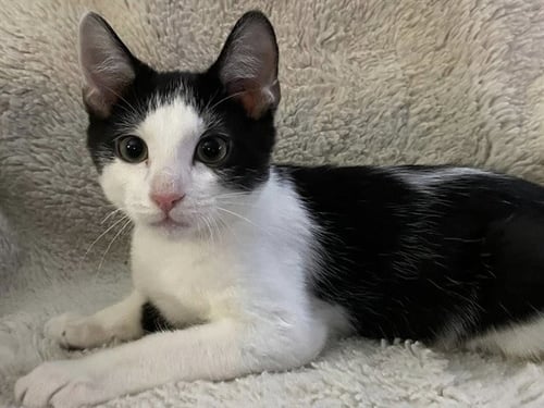 DARIUS - Domestic Short Hair available for adoption