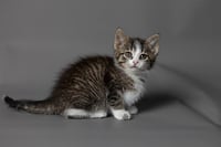 PENNI - Photo 1