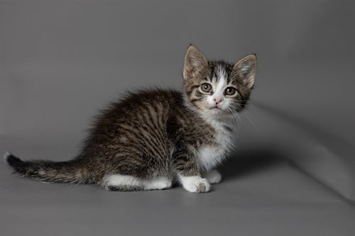 PENNI - Domestic Short Hair available for adoption