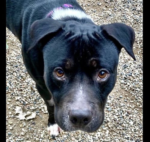 NILES CRANE - Pit Bull Terrier available for adoption