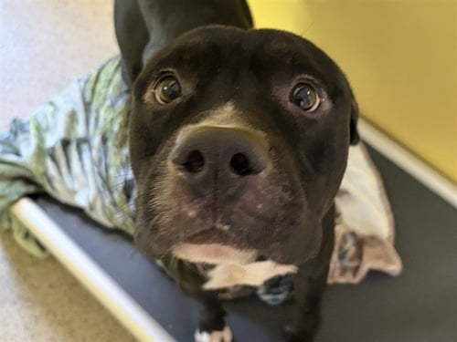 NILES CRANE - Pit Bull Terrier for adoption in Des Moines