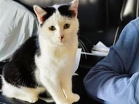 OLAF - Photo 1